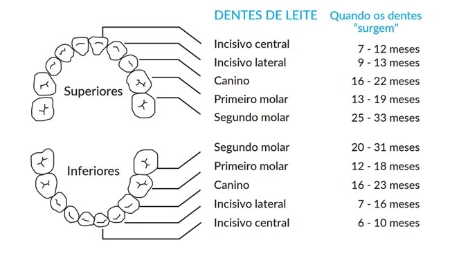 infográfico arcada dentária e data de nascimento da primeira dentição.