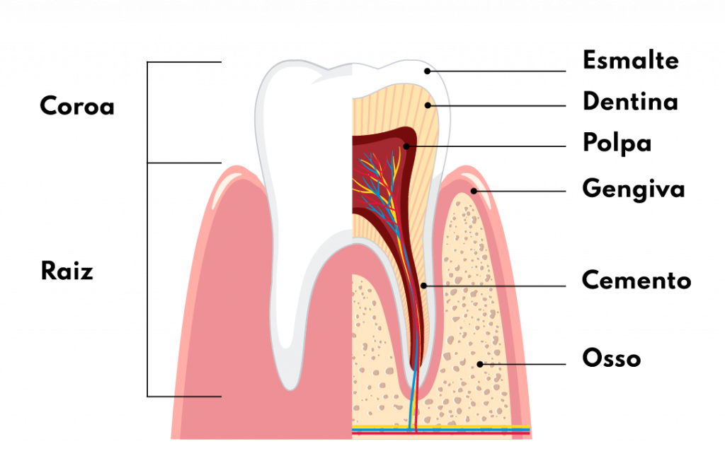 Ilustração da arcada dentária identificando cada parte do dente. 