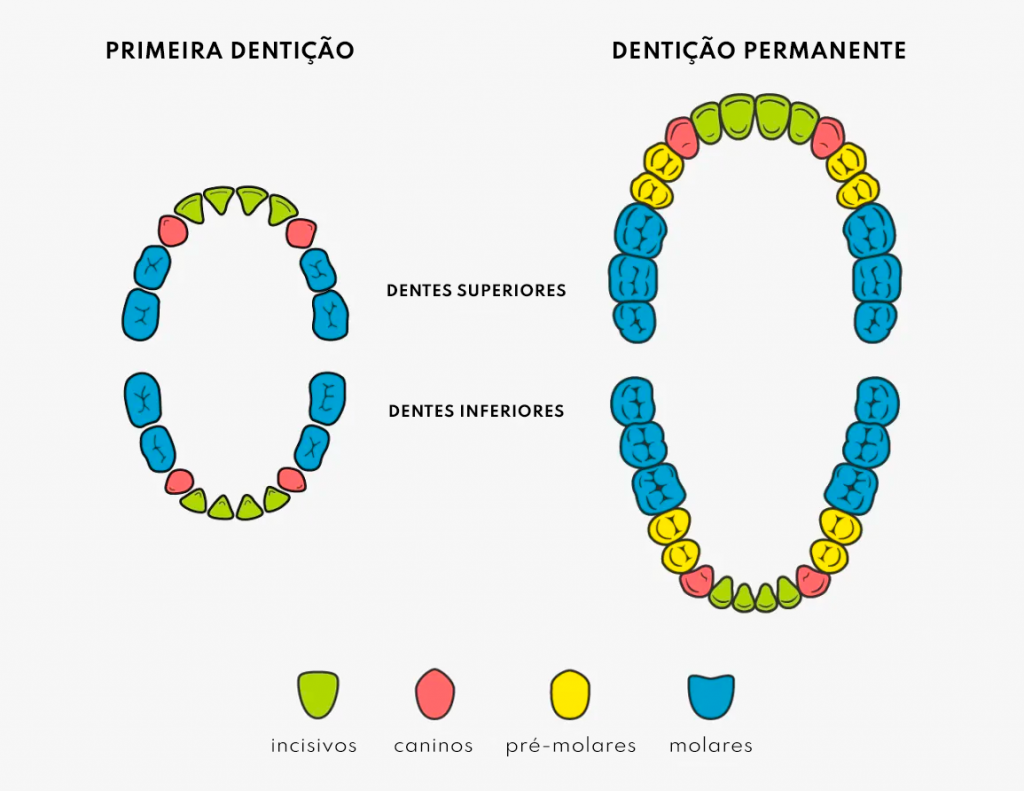 ilustração da arcada dentária identificando cada tipo de dente: incisivos, caninos, pré-molares e molares.